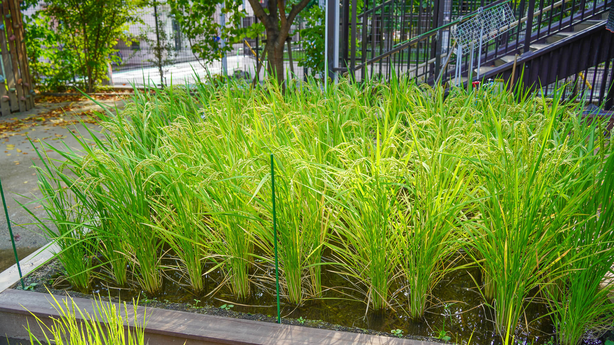 園庭を自然と関われる環境に