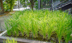 自慢の園庭、築山への挑戦